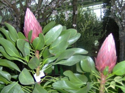 Za sajam cvijeća Ortogiardino interesa ne nedostaje