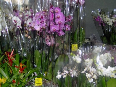 Za sajam cvijeća Ortogiardino interesa ne nedostaje