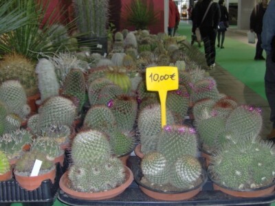 Za sajam cvijeća Ortogiardino interesa ne nedostaje