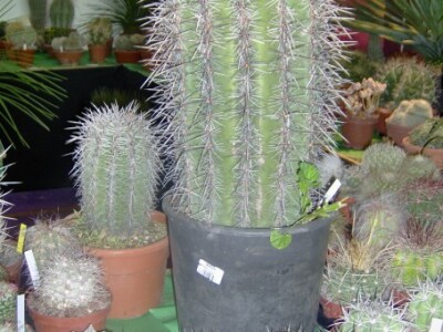 Kaktus od 80 eura