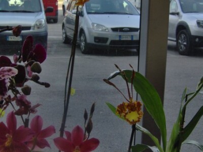 Za sajam cvijeća Ortogiardino interesa ne nedostaje