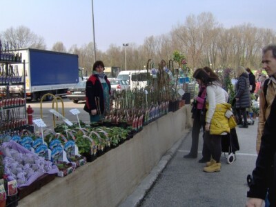 Za sajam cvijeća Ortogiardino interesa ne nedostaje