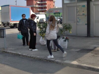 Stabla limuna su lijepa, ali i teška