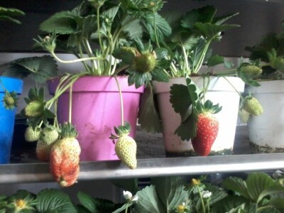 Za jagode je dovoljna i samo jedna tegla