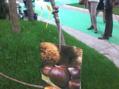 Za sajam cvijeća Ortogiardino interesa ne nedostaje