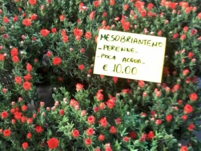 Za sajam cvijeća Ortogiardino interesa ne nedostaje