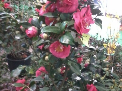 Za sajam cvijeća Ortogiardino interesa ne nedostaje