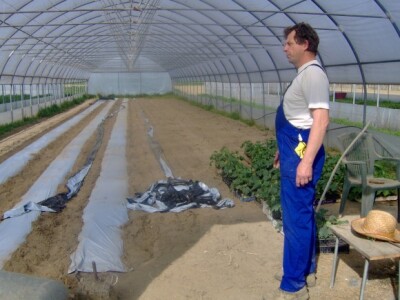 Plastenik je spreman za sadnju krastavaca