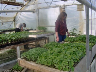 Žaklina Sever brine o presadnicama