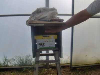 Košnica s bumbarima unutar plastenika