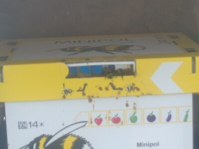 Bumbari su bolji oprašivači od pčela