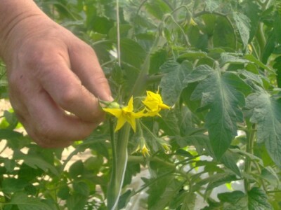 Iza cvijeta se već nazire plod