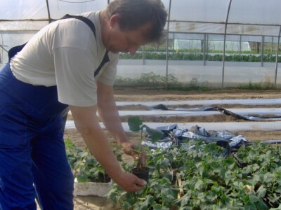 Podravsko povrće na podravskim stolovima