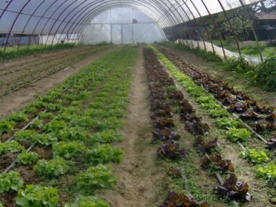 Podravci vole razne vrste salata