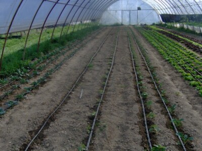 Mlade mahune i kupus