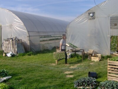 Podravsko povrće na podravskim stolovima