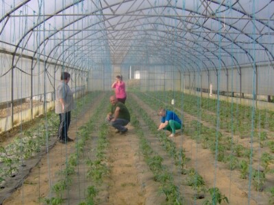 Radno je i u plastenicima obitelji Krapinec