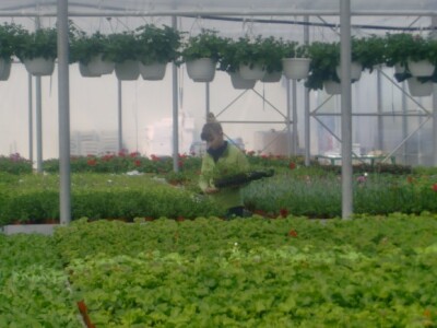 Presadnice povrća i cvijeća iz domaćeg uzgoja