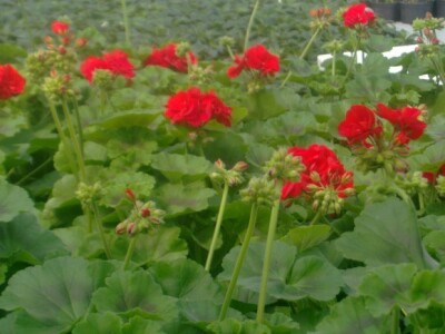 Presadnice povrća i cvijeća iz domaćeg uzgoja