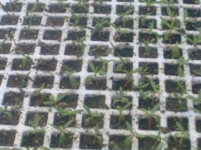 Presadnice povrća i cvijeća iz domaćeg uzgoja