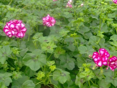 Presadnice povrća i cvijeća iz domaćeg uzgoja