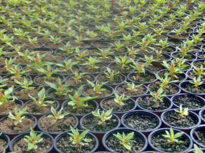 Presadnice povrća i cvijeća iz domaćeg uzgoja