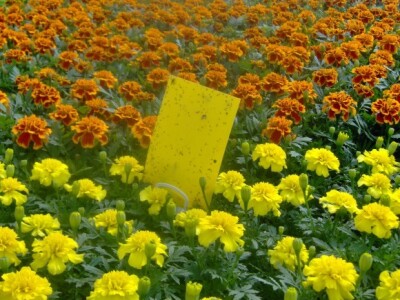 Ljepljiva traka za eventualne štetnike