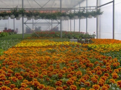 Presadnice povrća i cvijeća iz domaćeg uzgoja