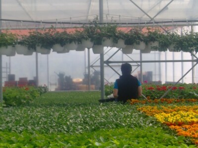 Presadnice povrća i cvijeća iz domaćeg uzgoja