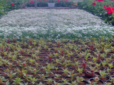 Presadnice povrća i cvijeća iz domaćeg uzgoja