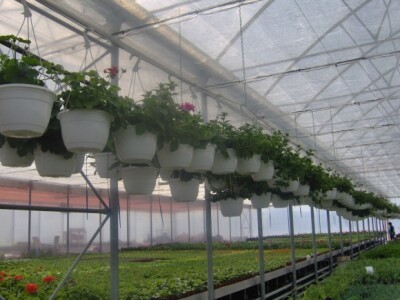 Presadnice povrća i cvijeća iz domaćeg uzgoja