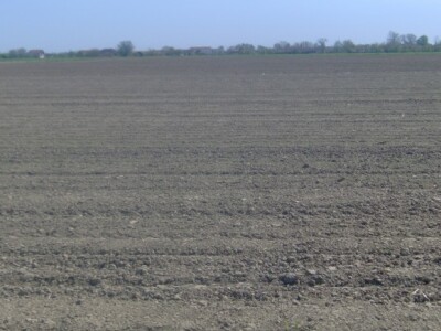 Kukuruz je posijan, ali još nije niknuo