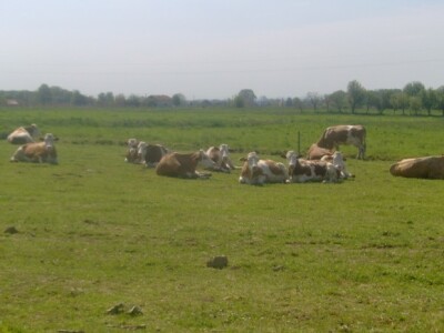 Svježa trava za kvalitetno mlijeko