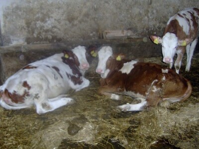 Zov sela i poljoprivrede bio je jači od Zagreba