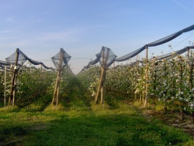 Miklošićevi u voćanjacima imaju jabuke, trešnje, višnje, nektarine, breskve i šljive