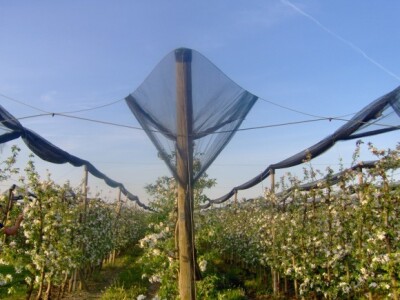 Mreža je voćke s plodovima tri puta zaštitila od jake tuče