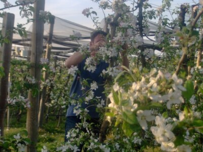 Od radija do crvenih jabuka