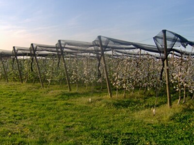 Od radija do crvenih jabuka