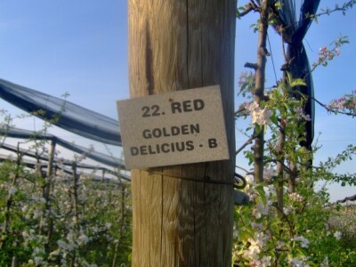 U voćnjacima raste 14 sorti jabuka