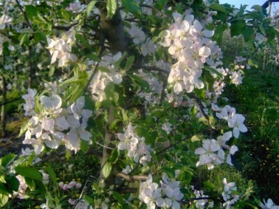 Rascvjetani voćnjaci prije mjesec dana