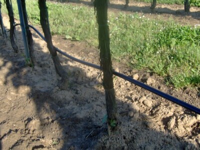 Na ovom pjeskovitom tlu, bez navodnjavanja ništa