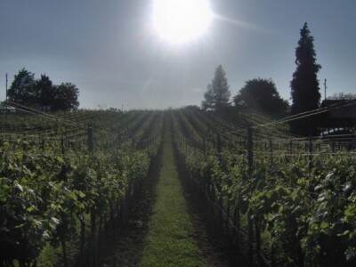 Suton nad Malim kostanjom