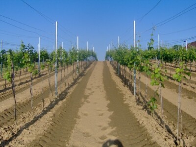 Dio vinograda s mladim trsjem