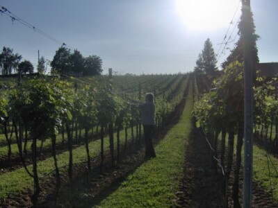 Posla ima od jutra do večeri