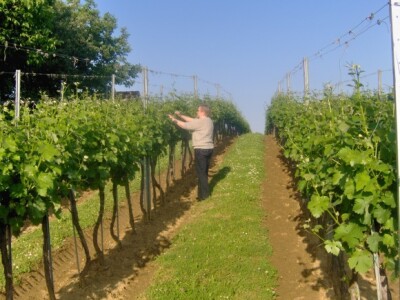 U vinogradu radi cijela obitelj