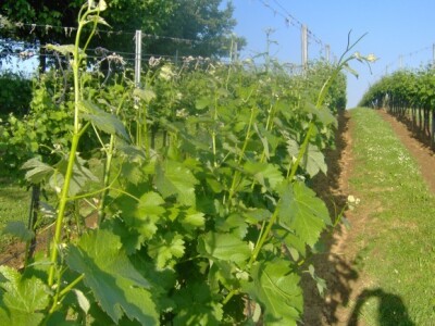 Lijepo vrijeme pogoduje rastu loze