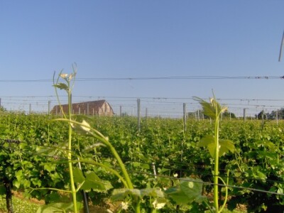 Mladice su svakim danom sve veće