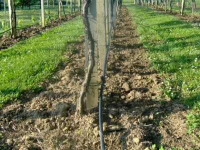 Dok je vode, za lozu nema zime