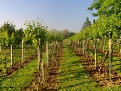 Vinograd i okoliš moraju biti uredni