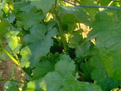 Naziru se mali grozdovi